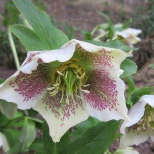 Helleborus x hybridus Single White Spotted in the GardenTags plant encyclopedia Hellebore Single White Spotted in the GardenTags plant encyclopedia