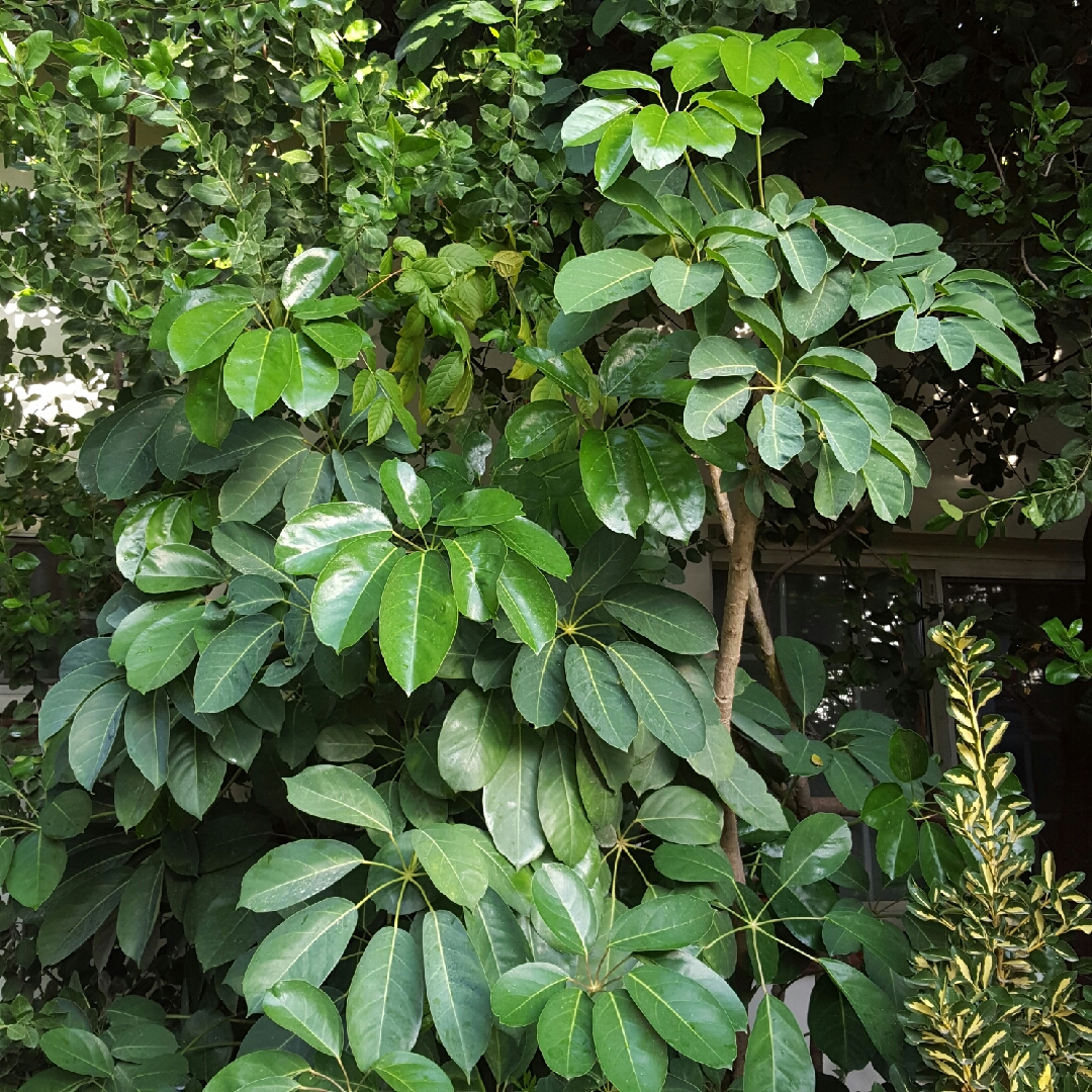 schefflera