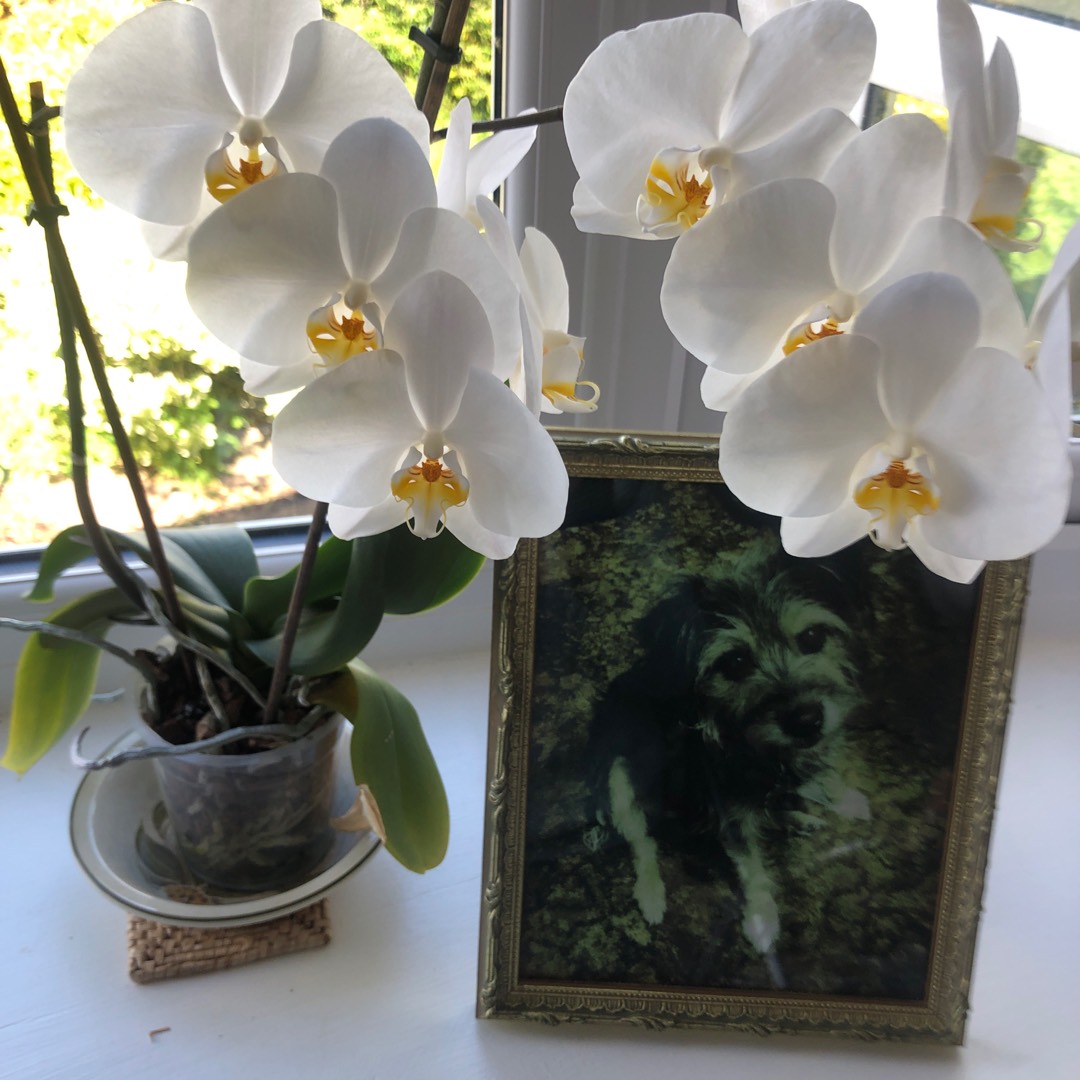 Miltoniopsis Red Tide in the GardenTags plant encyclopedia Pansy Orchid Red Tide in the GardenTags plant encyclopedia