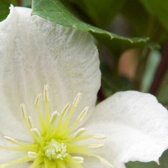 Clematis cirrhosa Jingle Bells in the GardenTags plant encyclopedia Clematis Jingle Bells in the GardenTags plant encyclopedia