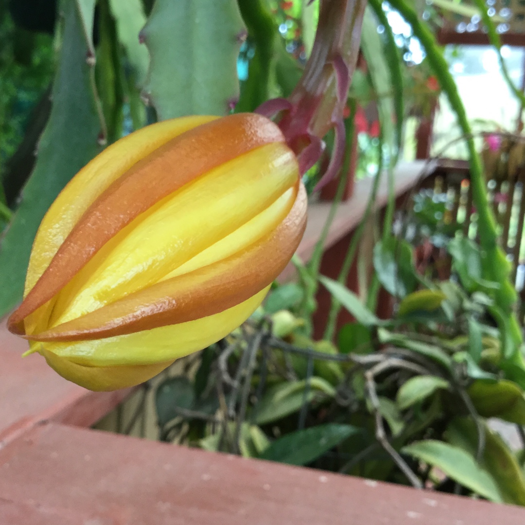 Epiphyllum hy. lemon custard in the GardenTags plant encyclopedia Orchid Cactus Lemon Custard in the GardenTags plant encyclopedia