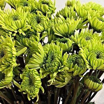 Chrysanthemum Athos Green in the GardenTags plant encyclopedia Chrysanthemum Athos Green in the GardenTags plant encyclopedia