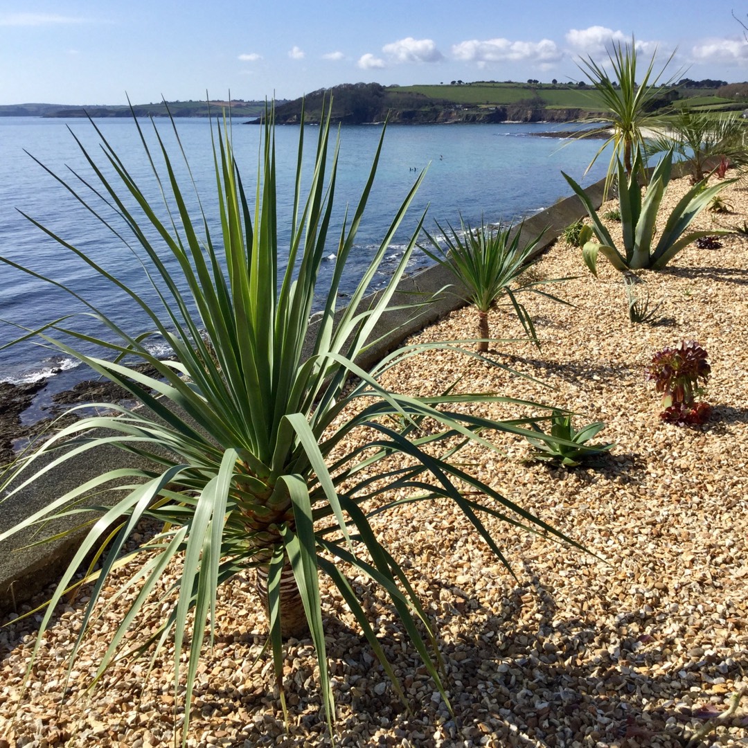 Dracaena Draco in the GardenTags plant encyclopedia Canary Islands dragon tree in the GardenTags plant encyclopedia