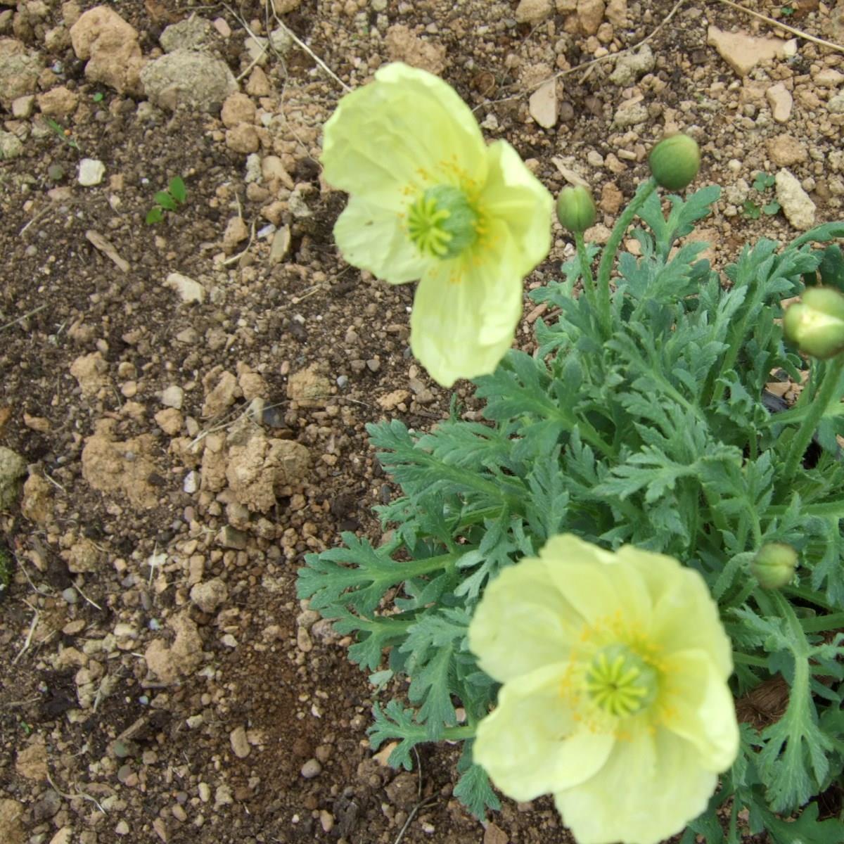 Papaver miyabeanum Pacino in the GardenTags plant encyclopedia Iceland poppy Pacino in the GardenTags plant encyclopedia