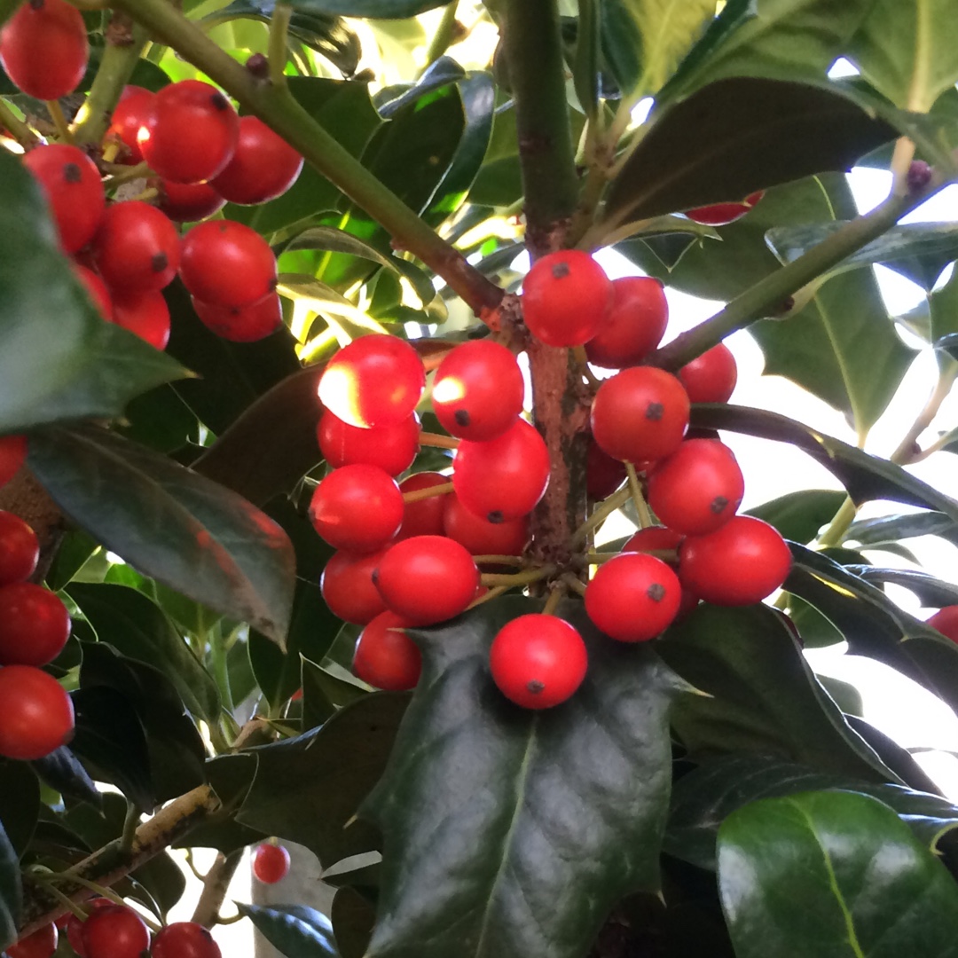 Ilex Nellie R. Stevens in the GardenTags plant encyclopedia Holly Nellie R. Stevens in the GardenTags plant encyclopedia