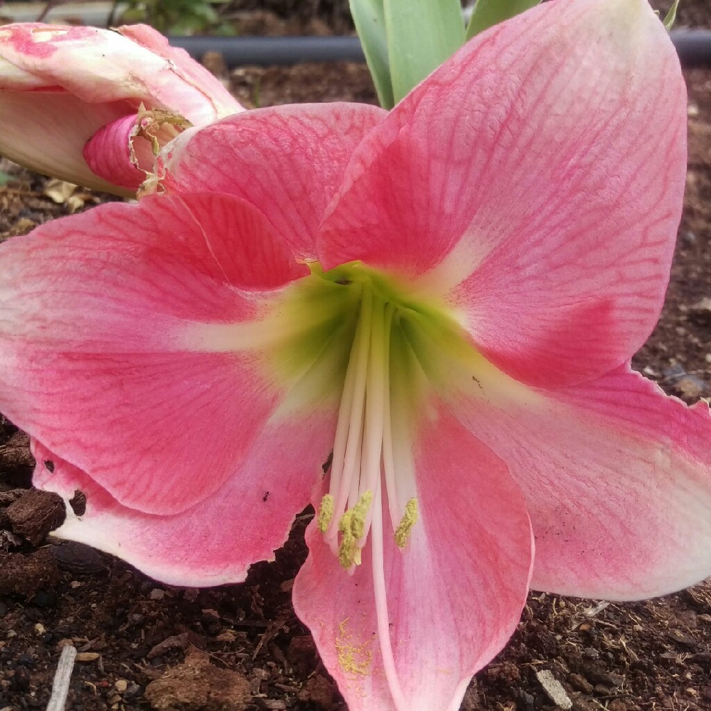 Hippeastrum Eternal Princess in the GardenTags plant encyclopedia Hippeastrum Eternal Princess in the GardenTags plant encyclopedia