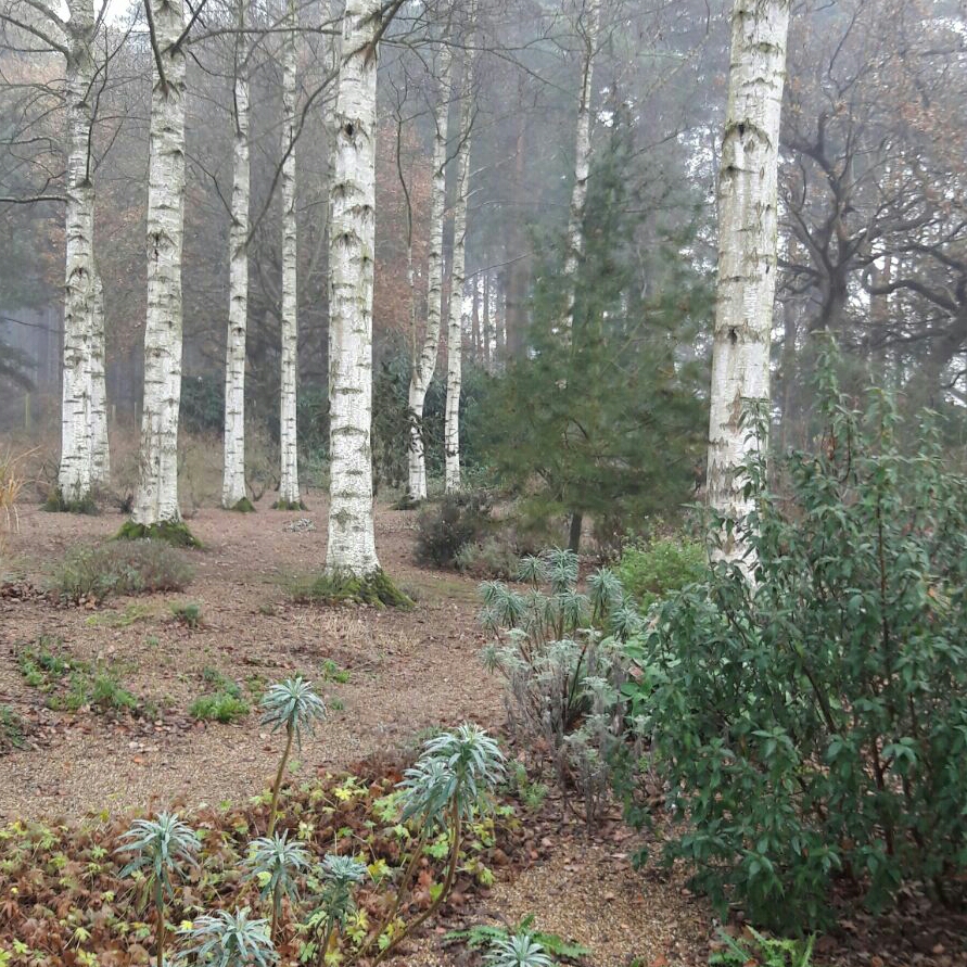 Silver Birch Silver Grace in the GardenTags plant encyclopedia