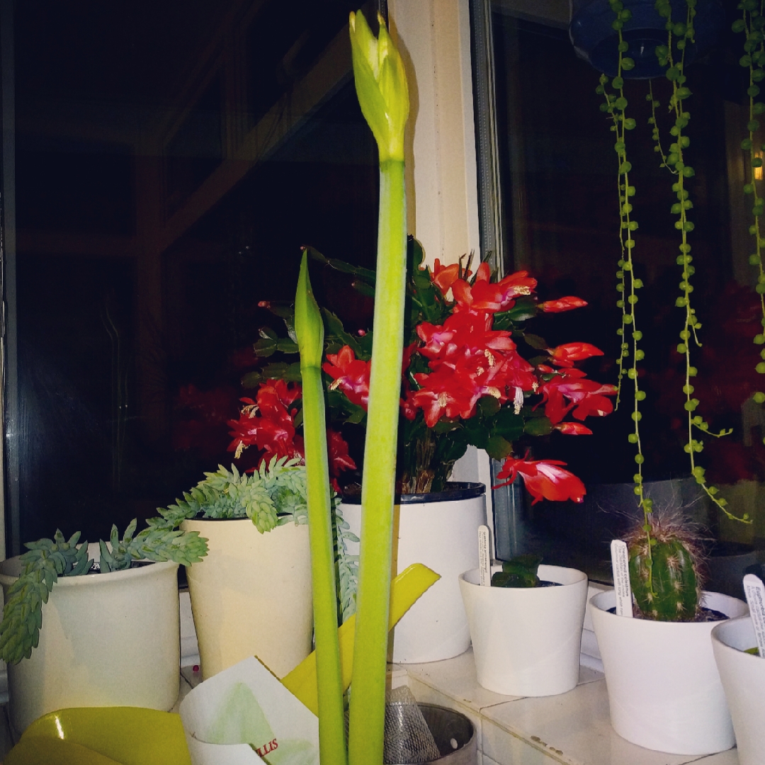 Hippeastrum Tisento in the GardenTags plant encyclopedia Hippeastrum Tisento in the GardenTags plant encyclopedia