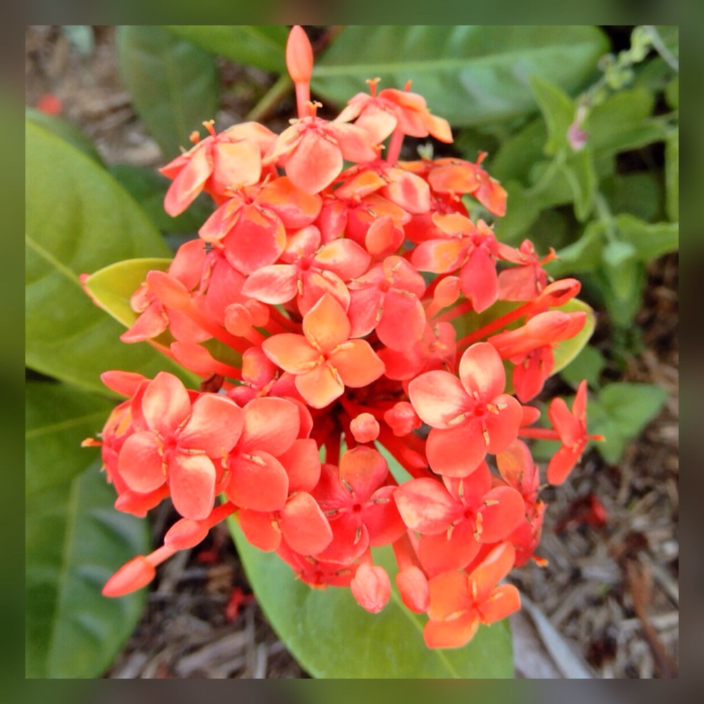 Ixora Coral Fire in the GardenTags plant encyclopedia Ixora Coral Fire in the GardenTags plant encyclopedia