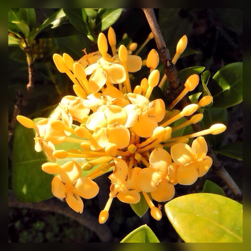Ixora Pirates Gold in the GardenTags plant encyclopedia Ixora Pirates Gold in the GardenTags plant encyclopedia