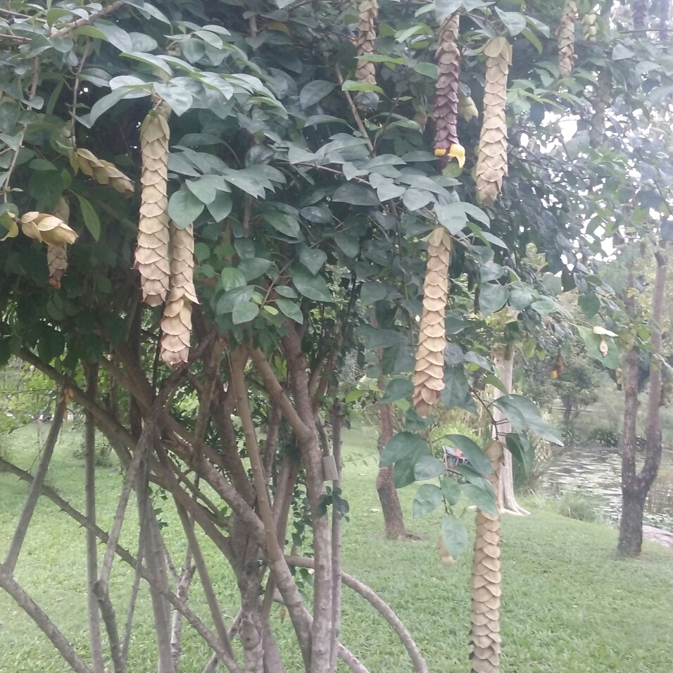 Gmelina Philippensis in the GardenTags plant encyclopedia Parrots beak in the GardenTags plant encyclopedia
