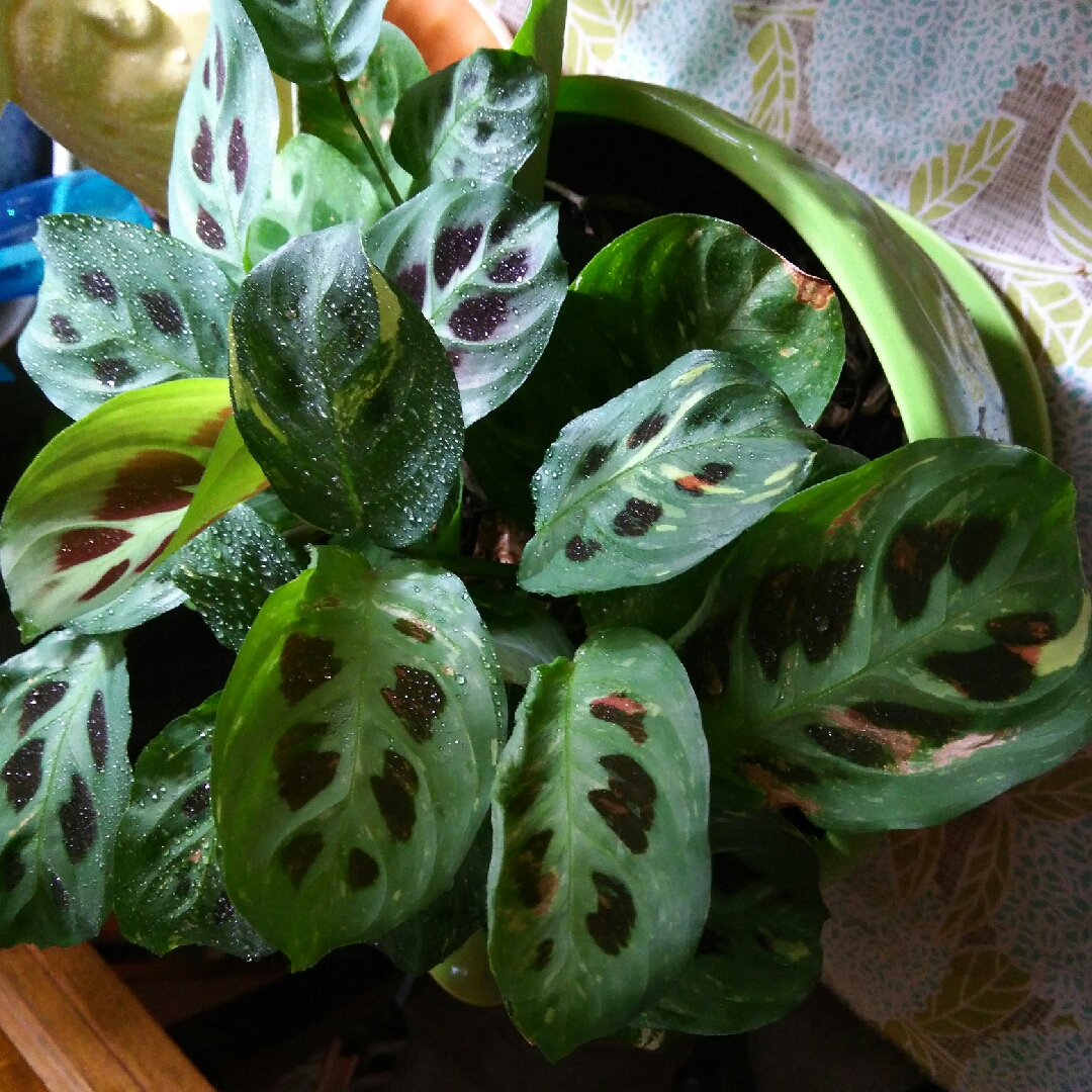 Prayer Plant in the GardenTags plant encyclopedia