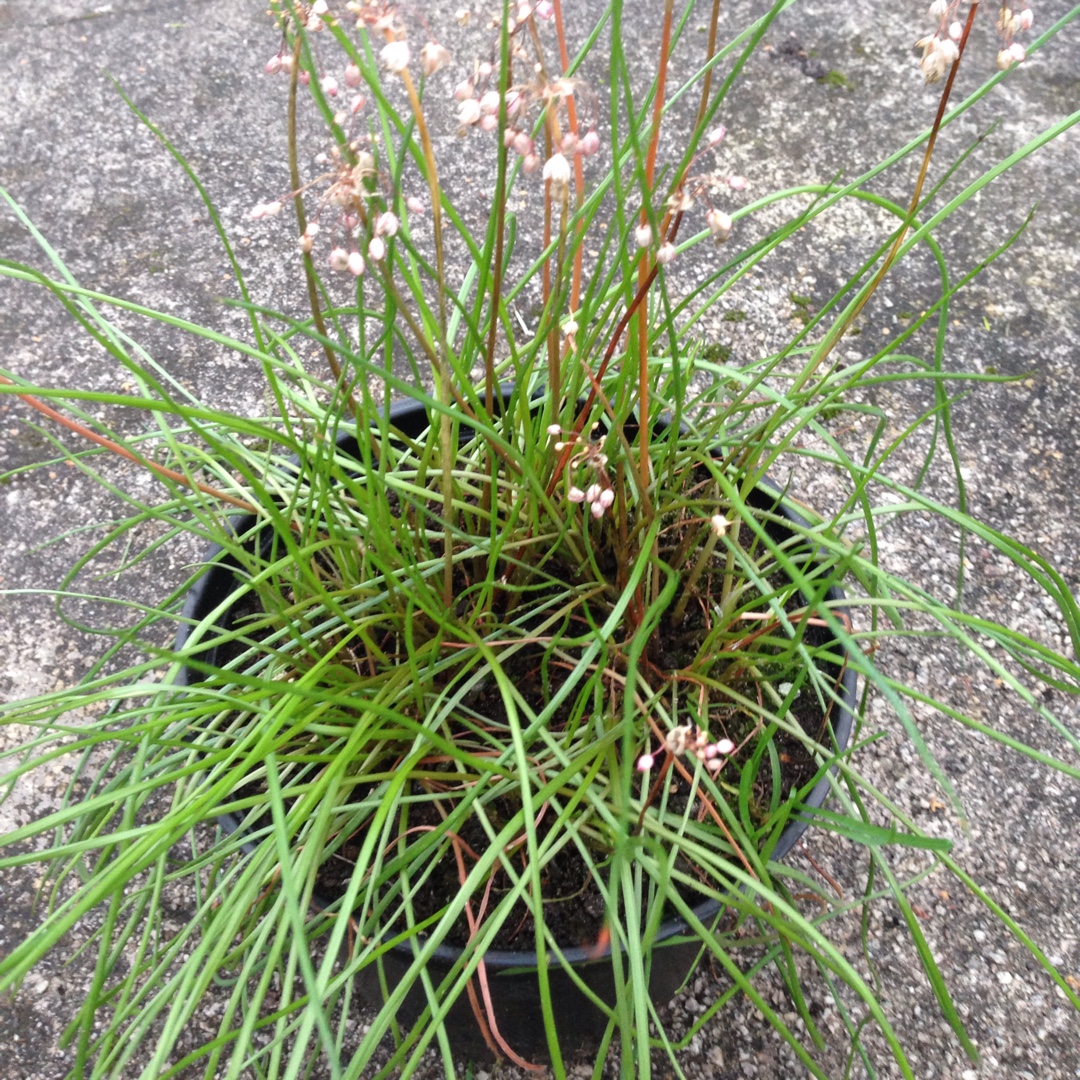 Allium chinense in the GardenTags plant encyclopedia Allium (Species) Chinese Onion in the GardenTags plant encyclopedia
