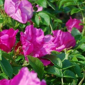 Rosa rugosa var. rubra syn. Rosa rugosa Rubra, Rosa rugosa Atropurpurea in the GardenTags plant encyclopedia Rose (Species) Red Japanese Rose in the GardenTags plant encyclopedia