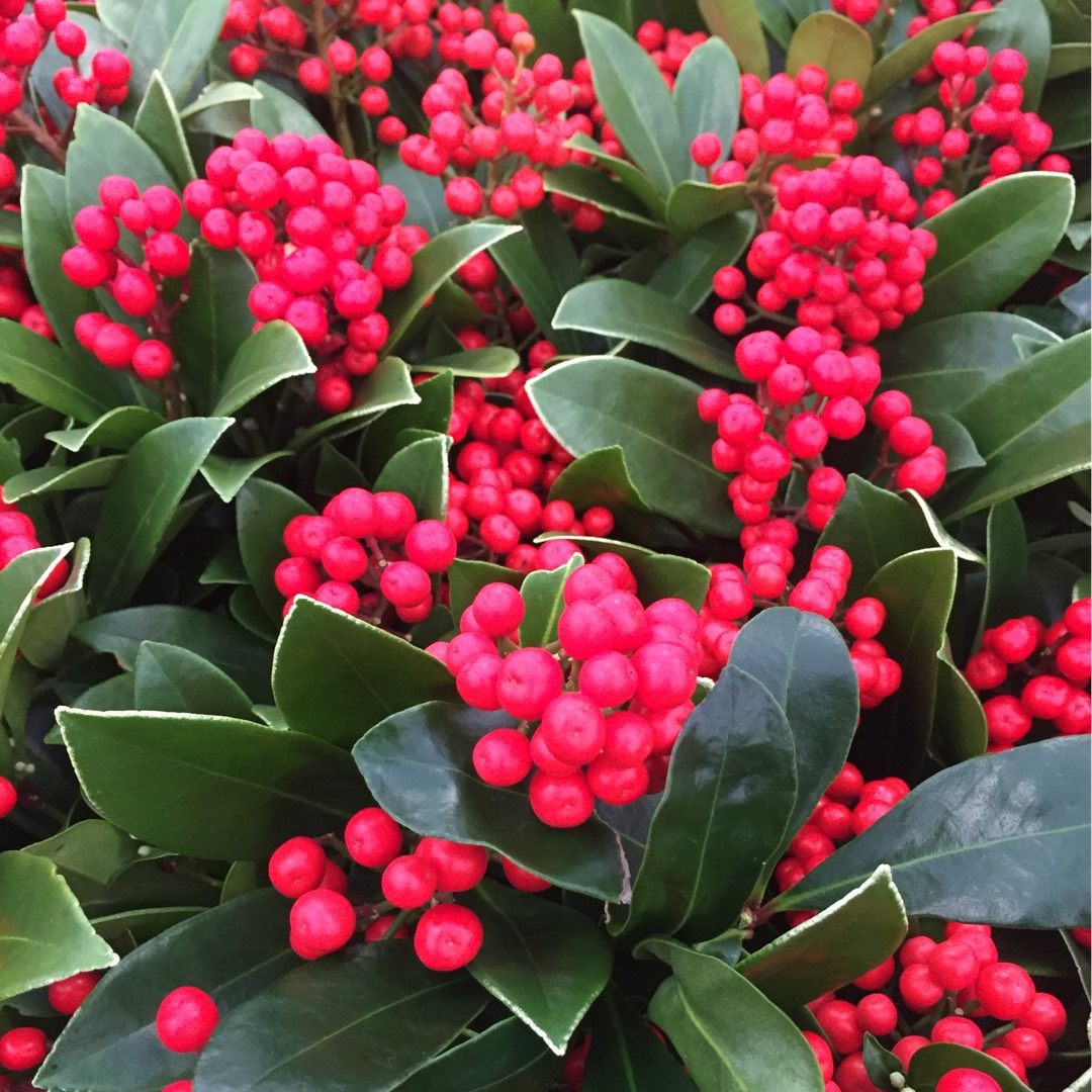 Skimmia japonica Pabella in the GardenTags plant encyclopedia Japanese Skimmia Pabella in the GardenTags plant encyclopedia