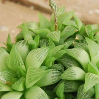 Haworthia Turgida in the GardenTags plant encyclopedia Haworthia Turgida in the GardenTags plant encyclopedia