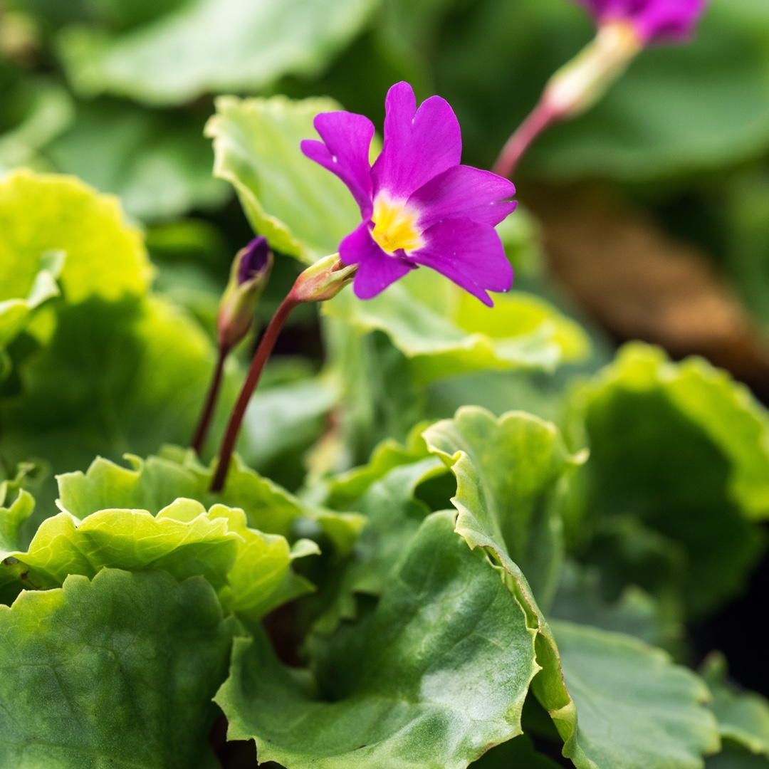 Primula Barbara MIdwinter in the GardenTags plant encyclopedia Primrose Barbara MIdwinter in the GardenTags plant encyclopedia