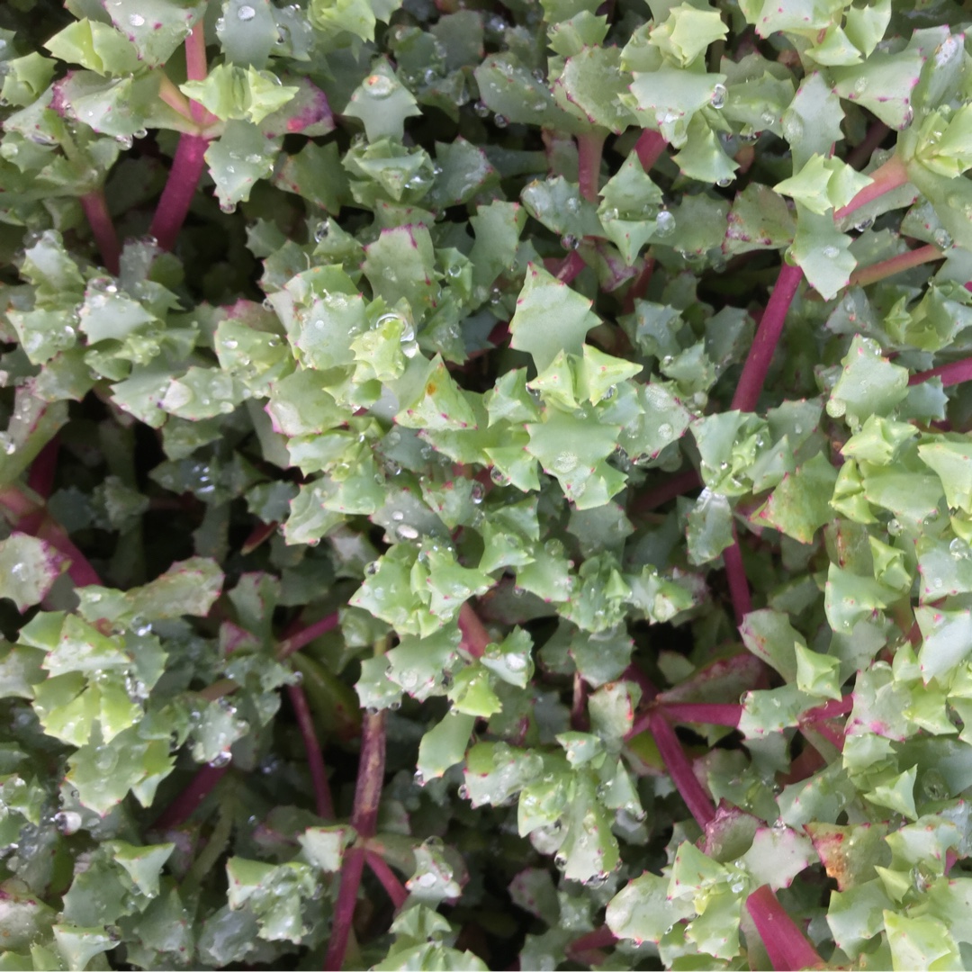 Oscularia deltoides Schwantes in the GardenTags plant encyclopedia Deltoid-leaved Dewplant Schwantes in the GardenTags plant encyclopedia