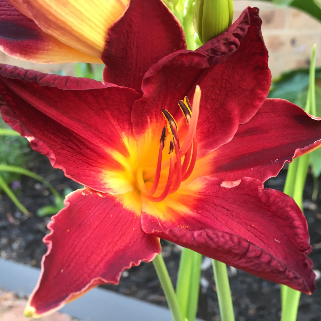 Hemerocallis Donna Mead in the GardenTags plant encyclopedia Daylily Donna Mead in the GardenTags plant encyclopedia