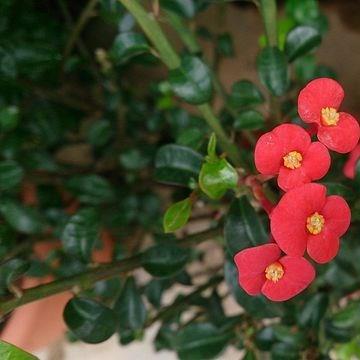 Thornless Crown Of Thorns in the GardenTags plant encyclopedia