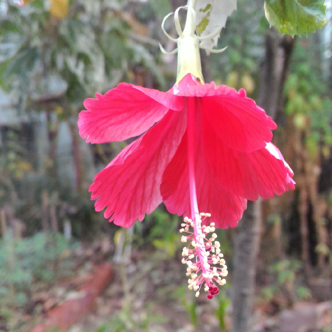Hibiscus rosa-sinensis Snow Queen in the GardenTags plant encyclopedia Tropical Hibiscus Snow Queen in the GardenTags plant encyclopedia