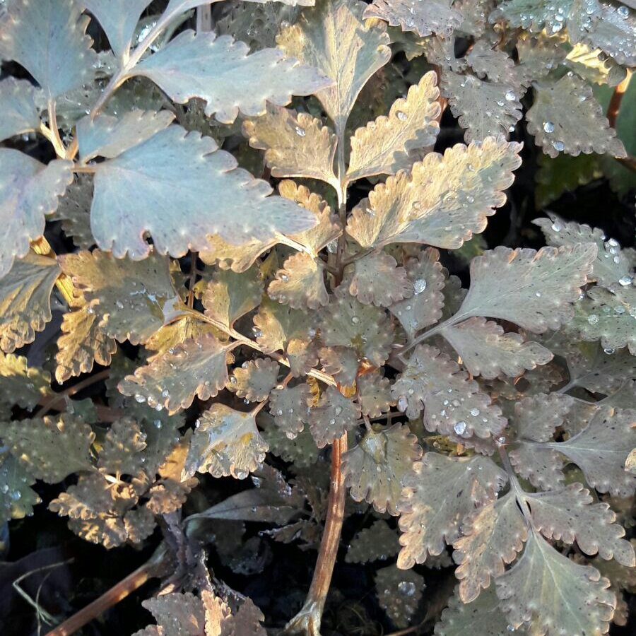 Corydalis temulifolia Chocolate Stars in the GardenTags plant encyclopedia Corydalis temulifolia Chocolate Stars in the GardenTags plant encyclopedia