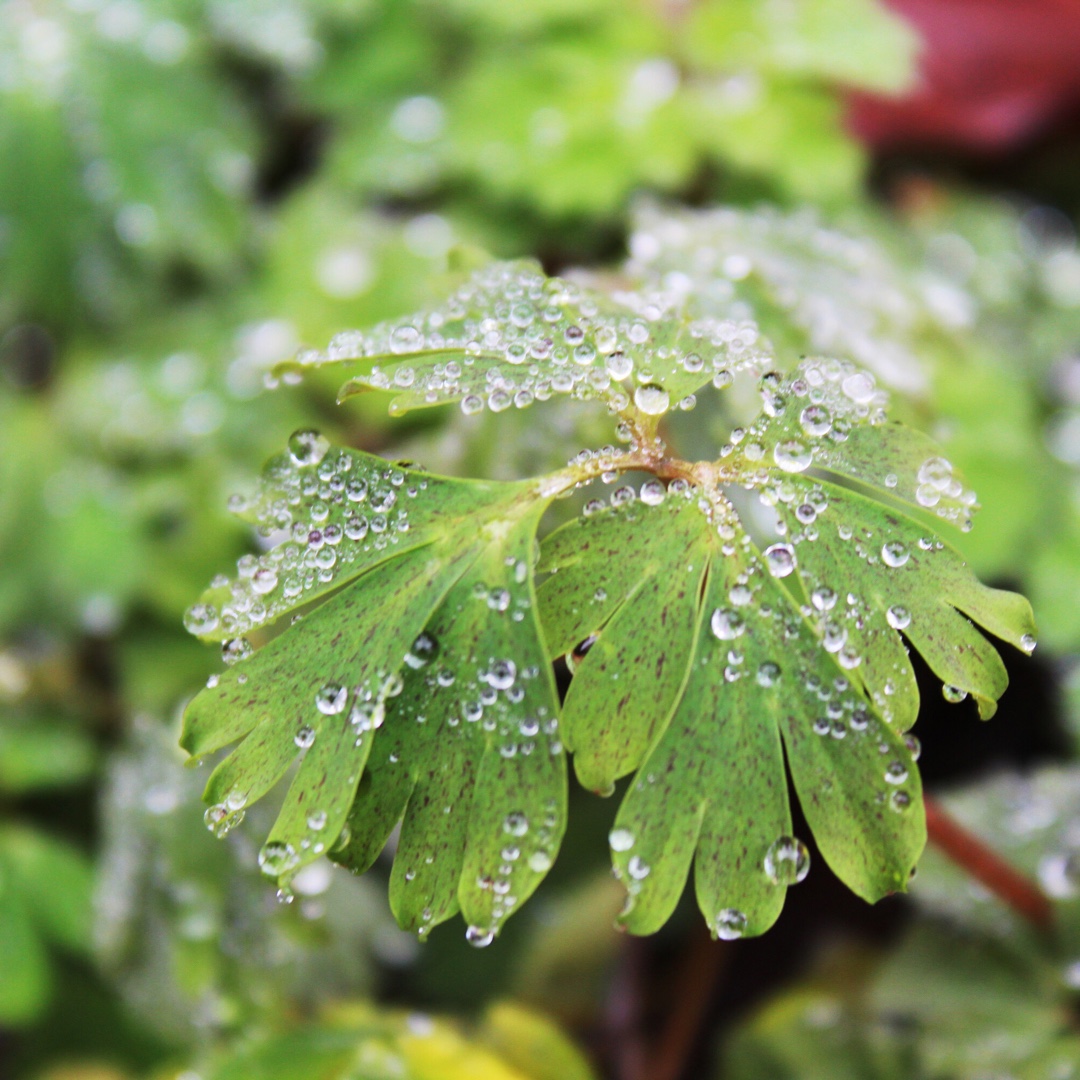 Corydalis elata in the GardenTags plant encyclopedia Corydalis elata in the GardenTags plant encyclopedia