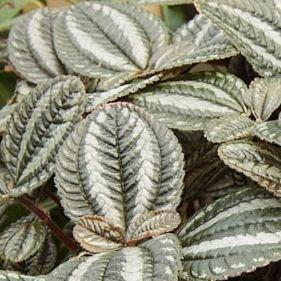 Friendship Plant Norfolk in the GardenTags plant encyclopedia