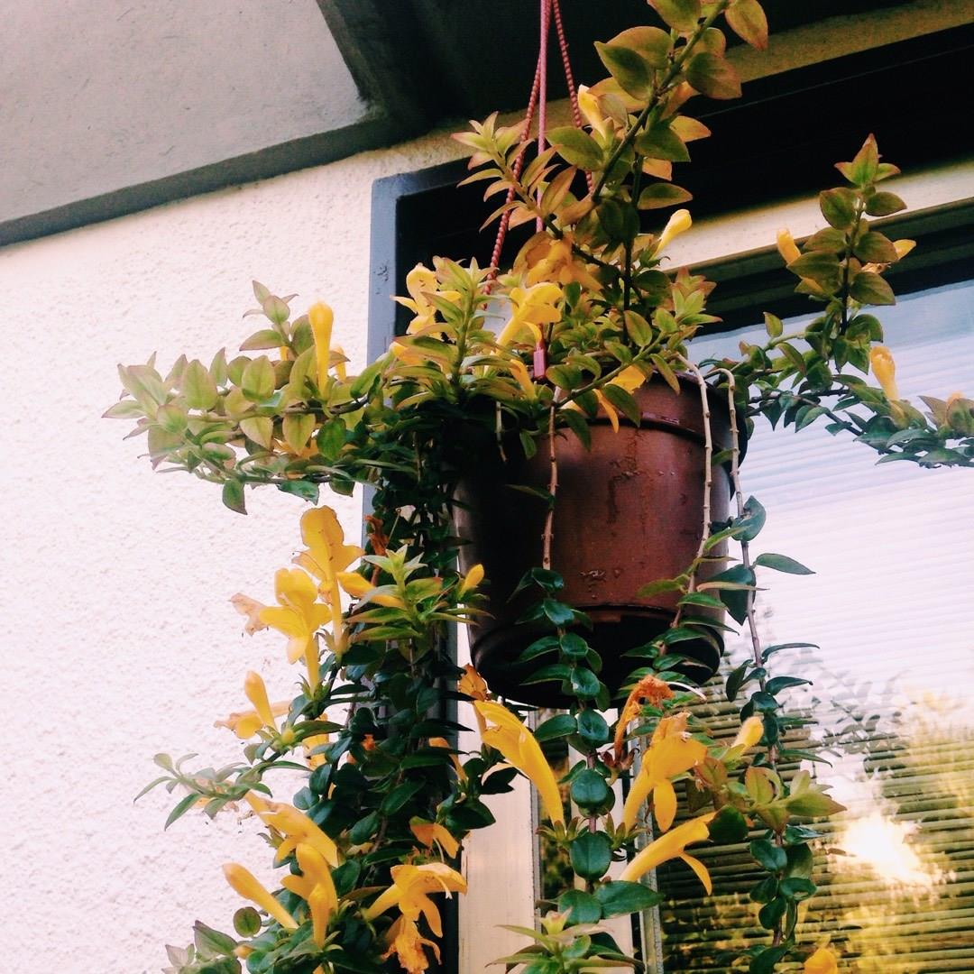 Lipstick Plant Topaz in the GardenTags plant encyclopedia