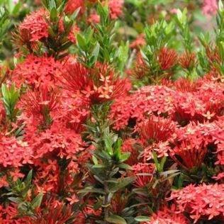 Ixora chinensis Prince Of Orange in the GardenTags plant encyclopedia Ixora Prince Of Orange in the GardenTags plant encyclopedia