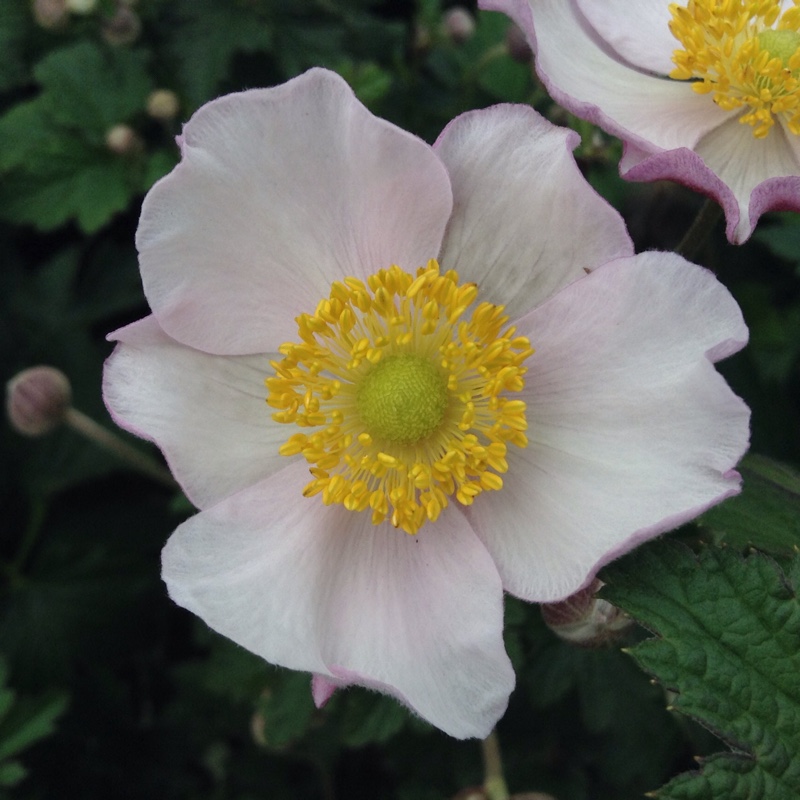 Anemone hupehensis var. japonica Pink Saucer in the GardenTags plant encyclopedia Japanese Anemone Pink Saucer in the GardenTags plant encyclopedia