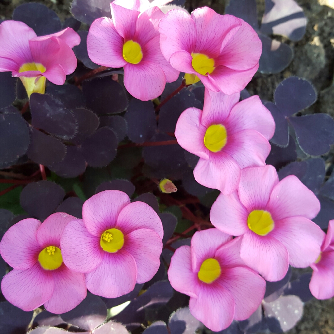 Oxalis purpurea Garnet in the GardenTags plant encyclopedia Purple leaved Oxalis Garnet in the GardenTags plant encyclopedia