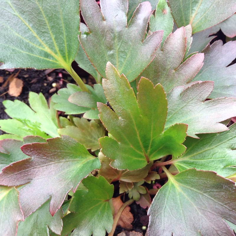 Mukdenia in the GardenTags plant encyclopedia