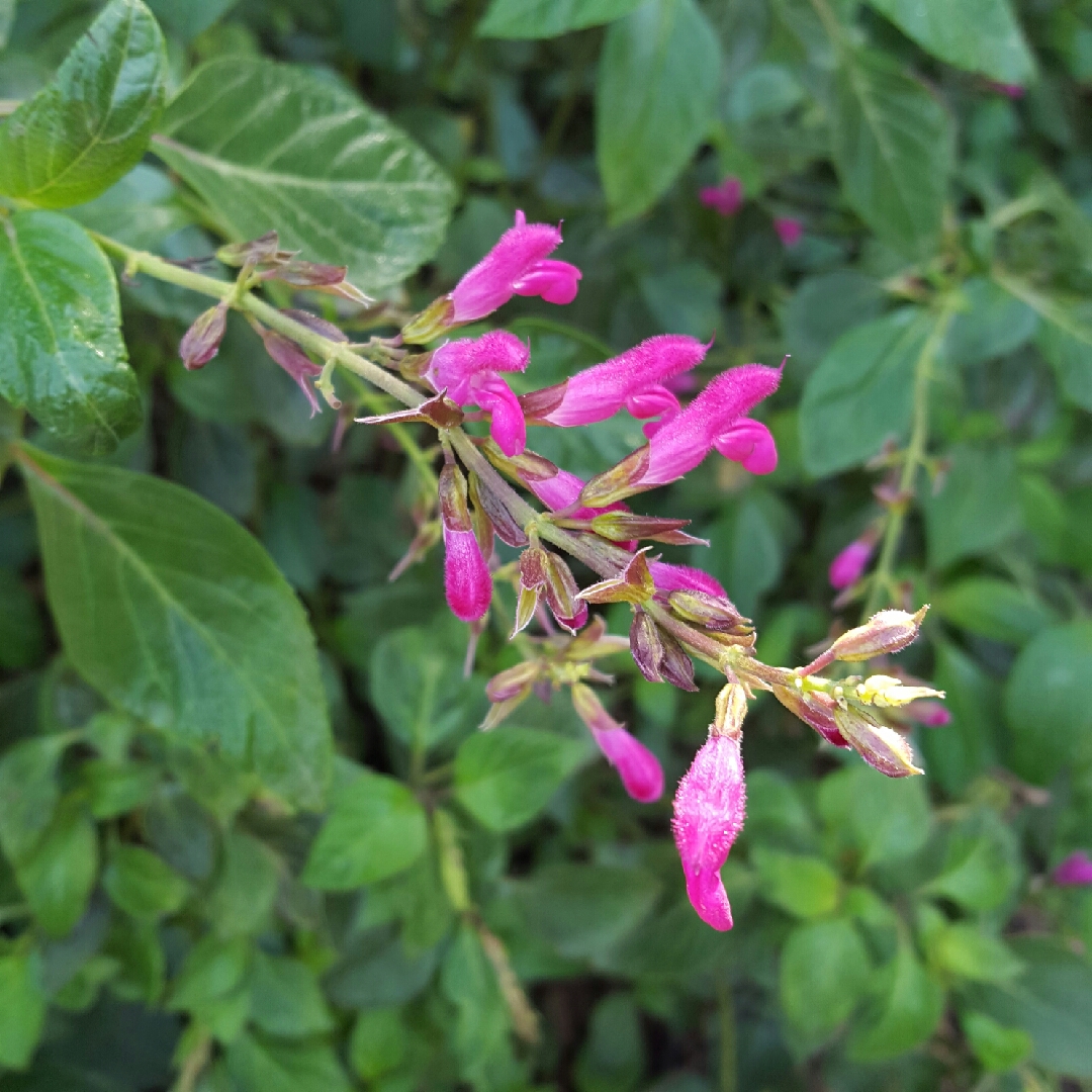 Salvia chiapensis in the GardenTags plant encyclopedia Chiapas Sage in the GardenTags plant encyclopedia