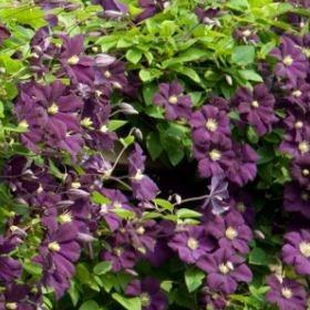 Clematis viticella 'Etoile Violette', Clematis 'Etoile Violette' in  GardenTags plant encyclopedia