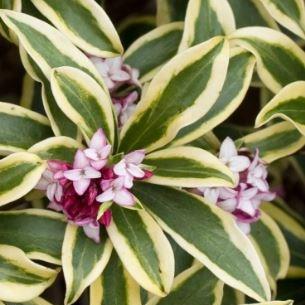 Daphne Rebecca in the GardenTags plant encyclopedia