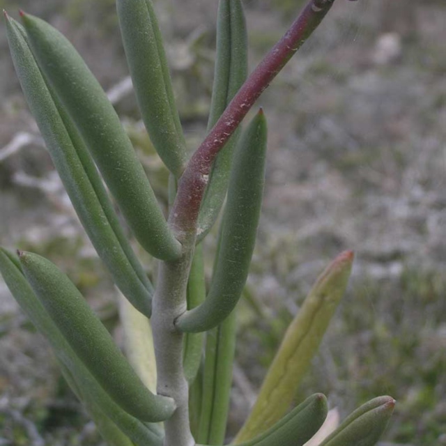 Kalanchoe Integrifolia,syn. Bitteri in the GardenTags plant encyclopedia Kalanchoe Integrifolia in the GardenTags plant encyclopedia