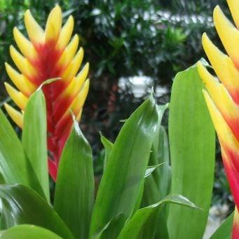 Vriesea in the GardenTags plant encyclopedia The flaming sword plant in the GardenTags plant encyclopedia