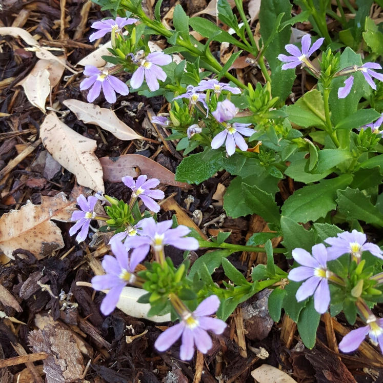 Scaevola aemula Fanfare in the GardenTags plant encyclopedia Fan-Flower Fanfare in the GardenTags plant encyclopedia