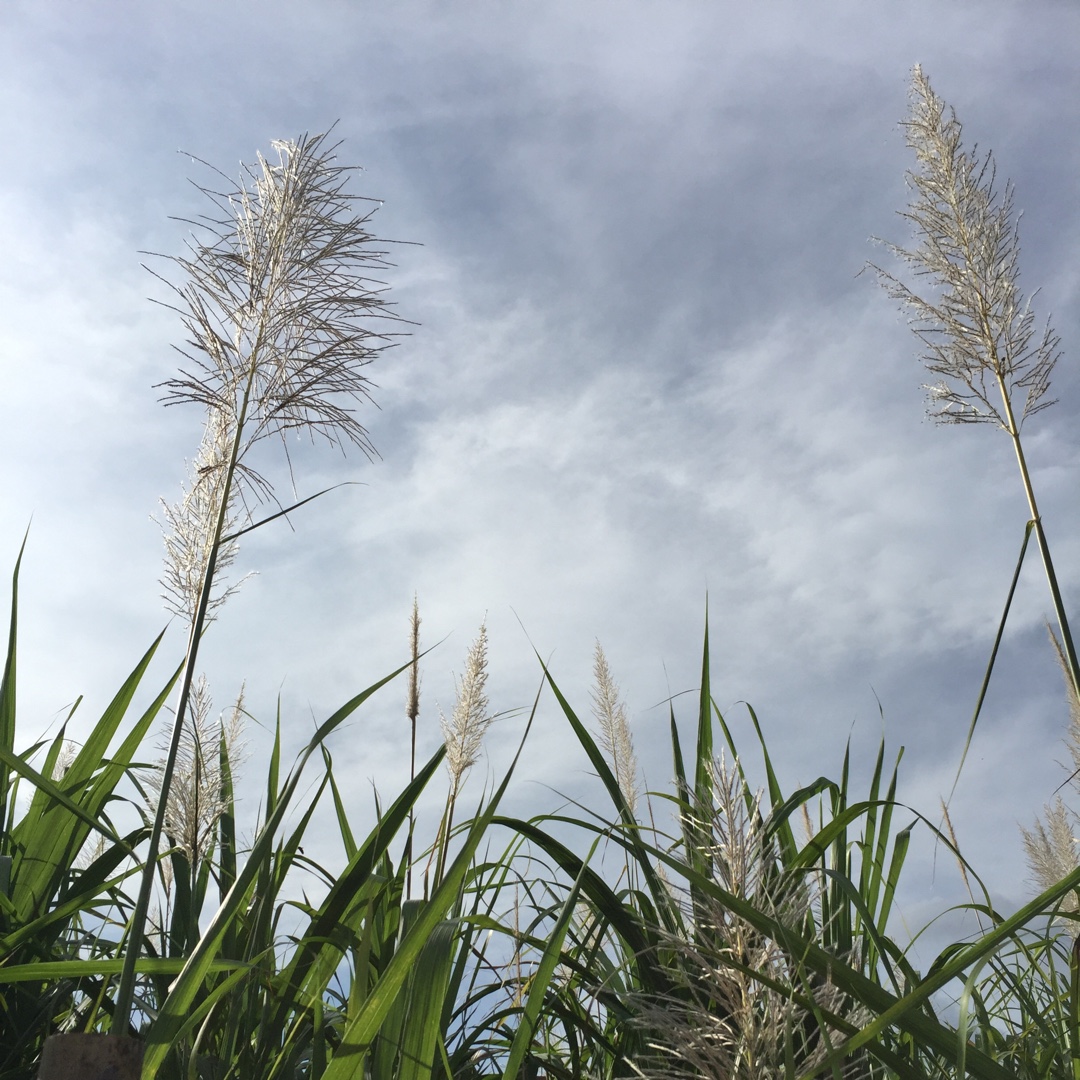 Saccharum officinarum in the GardenTags plant encyclopedia Sugar cane in the GardenTags plant encyclopedia