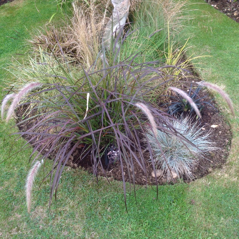 Pennisetum setaceum Summer Samba in the GardenTags plant encyclopedia Fountain Grass Summer Samba in the GardenTags plant encyclopedia