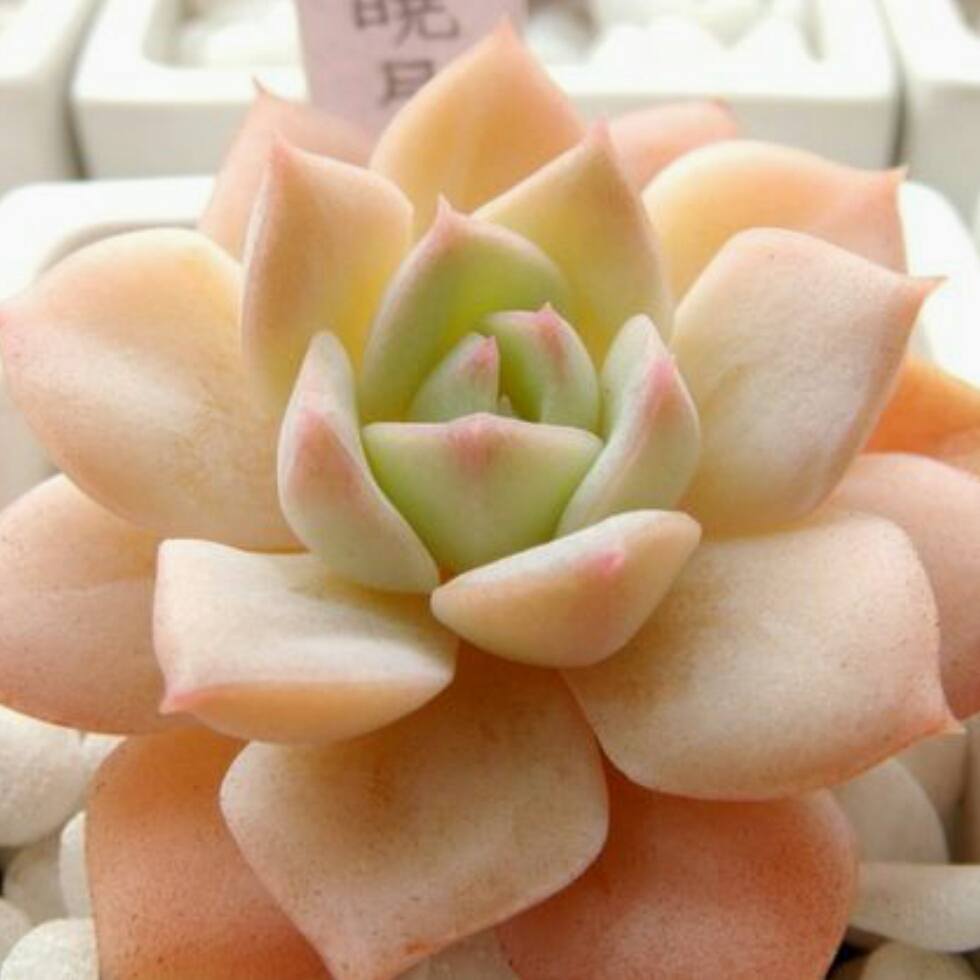 Echeveria Hime Shougetsu in the GardenTags plant encyclopedia Echeveria Hime Shougetsu in the GardenTags plant encyclopedia