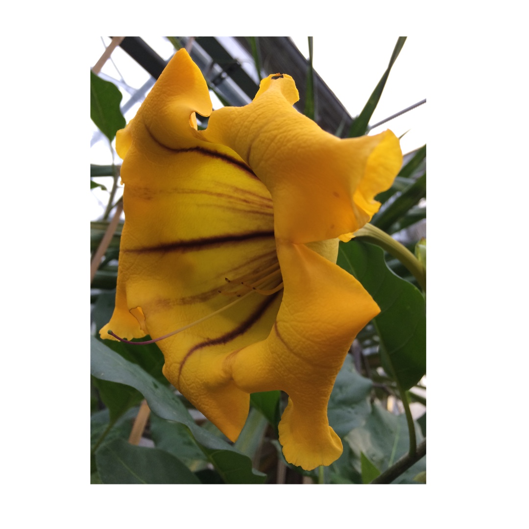 Solanum maxima in the GardenTags plant encyclopedia Golden challice vine in the GardenTags plant encyclopedia