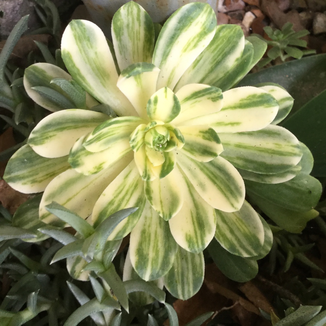 Aeonium Suncup in the GardenTags plant encyclopedia Aeonium Suncup in the GardenTags plant encyclopedia