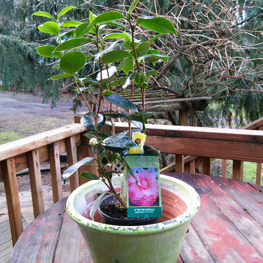 Camellia japonica In the Pink in the GardenTags plant encyclopedia Camellia In the Pink in the GardenTags plant encyclopedia