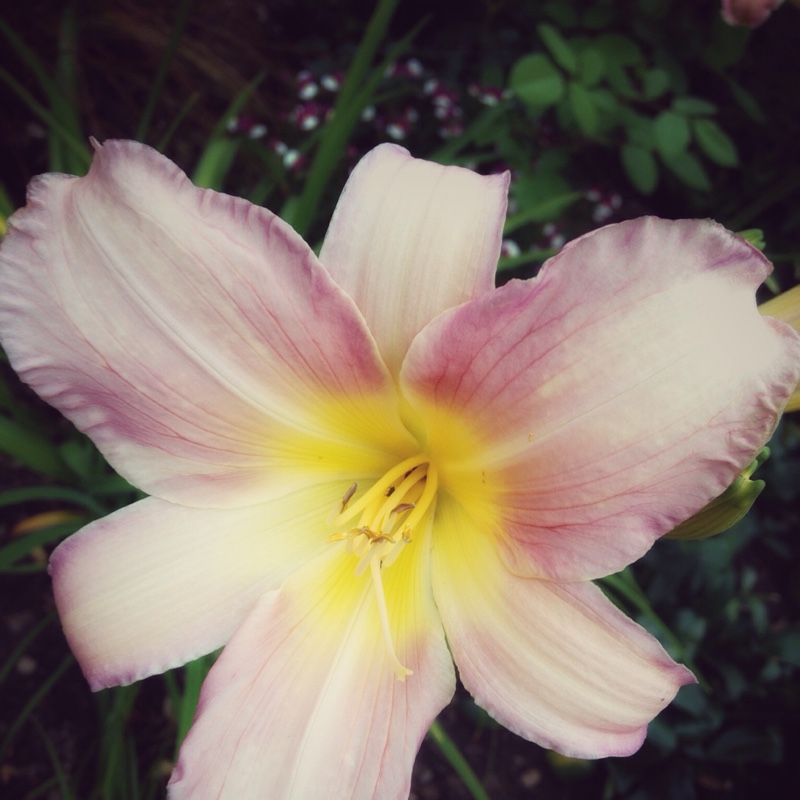Hemerocallis Catherine Woodbery in the GardenTags plant encyclopedia Daylily Catherine Woodbery in the GardenTags plant encyclopedia
