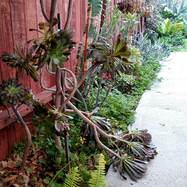 Aeonium Blushing Beauty in the GardenTags plant encyclopedia
