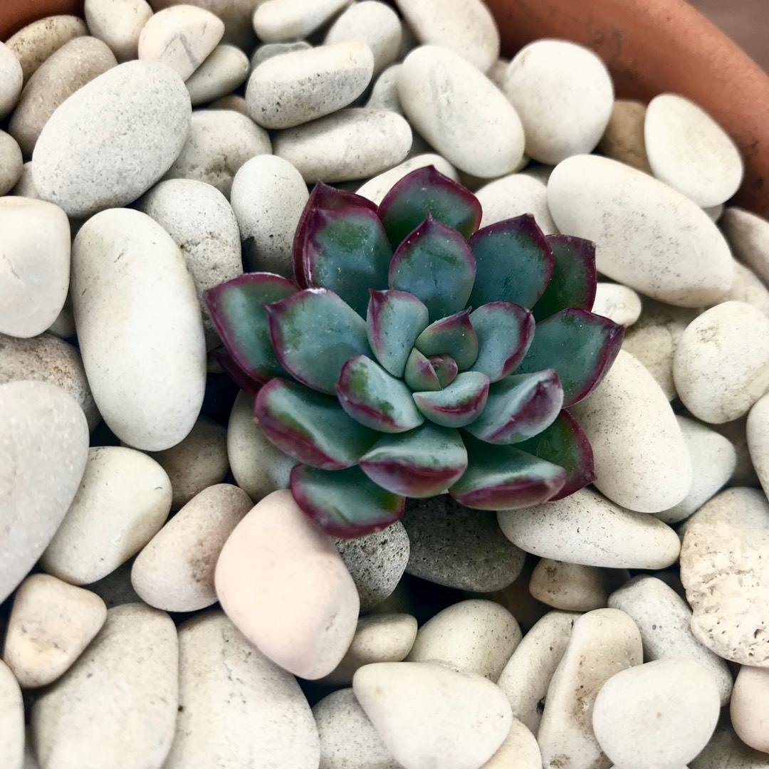 Echeveria Pulidonis x Colorata fa. Lindsayana in the GardenTags plant encyclopedia Echeveria Ileen in the GardenTags plant encyclopedia