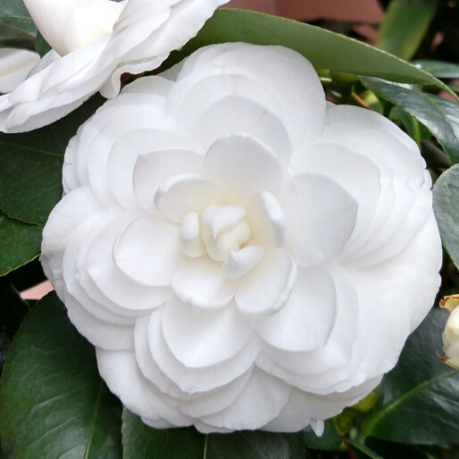 Camellia White by the gate in the GardenTags plant encyclopedia