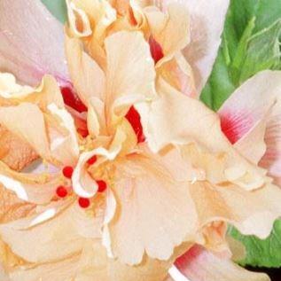Hibiscus rosa-sinensis Mrs Andreasen in the GardenTags plant encyclopedia Hibiscus Mrs Andreasen in the GardenTags plant encyclopedia